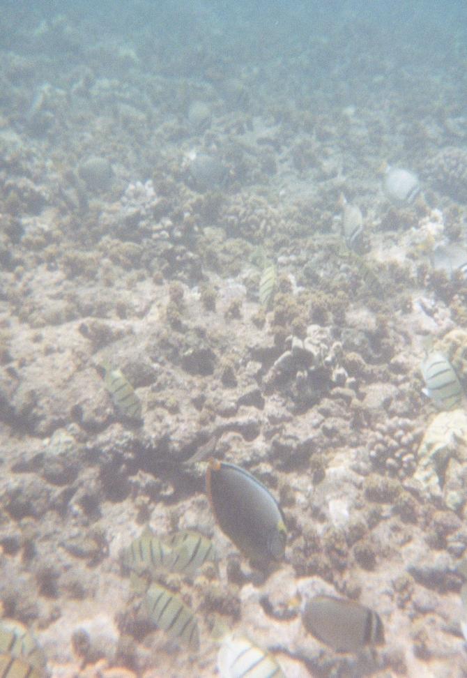 Orange Spined Tang